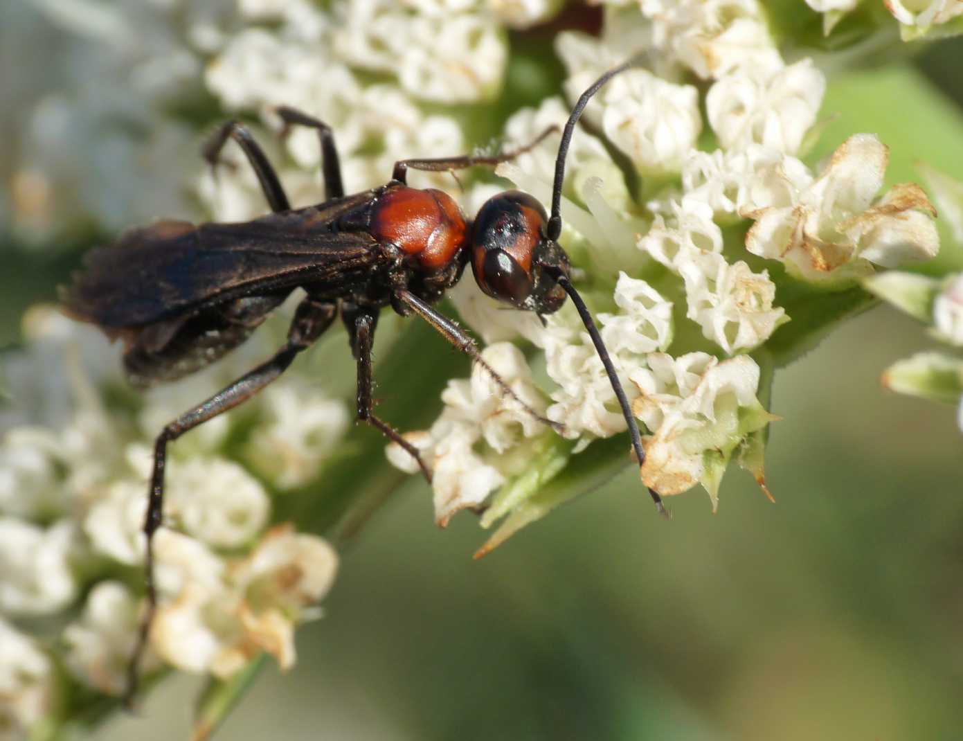 Pompilidae dalla testa rossa.